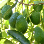 Aguacate-Arnulfo